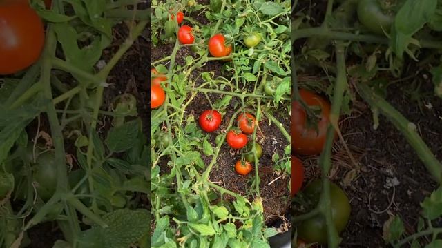 Сорт Монгол Карлик. смотреть онлайн