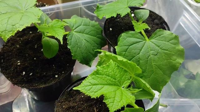 Огурцы выросли, а на улице мороз🥶 смотреть онлайн