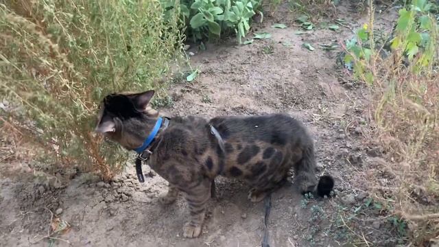 КАРАНТИН 😹 Кот ❤️ выгуливает нас на улице смотреть онлайн