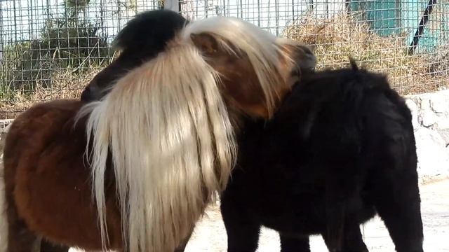 Пони. Сеанс лошадиного массажа смотреть онлайн