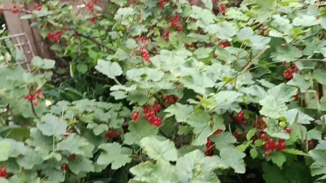 Красная смородина... Такого урожая смородины я не ожид? смотреть онлайн