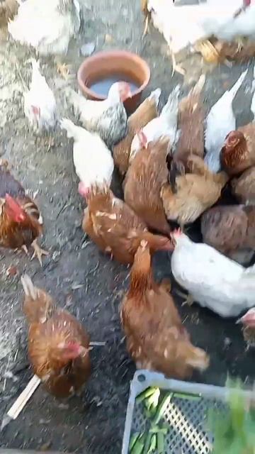 Лук на зелень для курочек. Самые первые витамины после смотреть онлайн