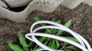 Виноград в Сибири, Алтайский край. 23 августа 2024 года.