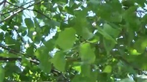 А вы любите застольные песни.... Клён и Рябина. Н. Горобе