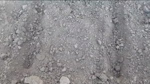 Посев подсолнечника