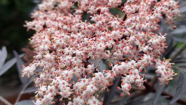 РОЗЫ от Анджелы! смотреть онлайн