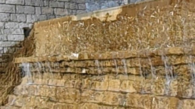 Чёрные лебеди отдыхают в своем домике смотреть онлайн