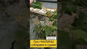 лист малины. сушим на зиму. он вам точно пригодится#ари