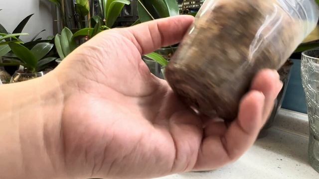 ШОК в шоке!! ОЖИДАНИЕ и РЕАЛЬНОСТЬ, посылка от YAPHON! 🌱См