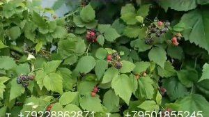 Ежемалина тайбери и малина кумберленд-обзор-2