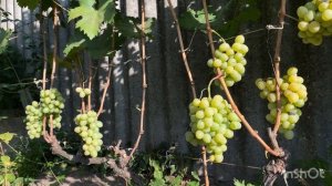 Виноград неукрывной 169 км