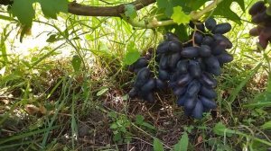 Гф Перцовый черный виноград с очень богатым вкусом се?