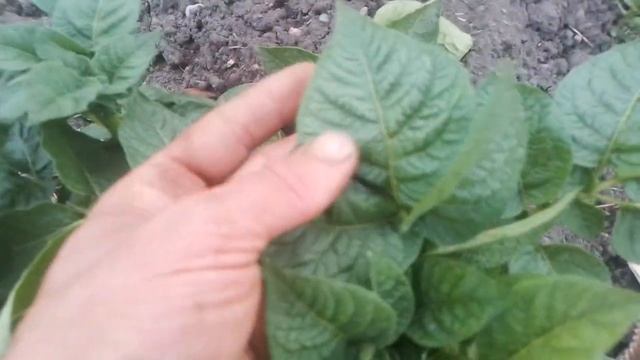 Эта картошка на БАРМАТУХЕ должна дать рекордный урожа смотреть онлайн