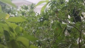 Инструментальная Музыка: Романтическая Гитарная Музы