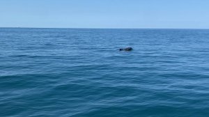 Анапа май 2025