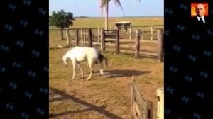 Лошадь в деле. Лошадь против людей, быка, собак, крокодила.