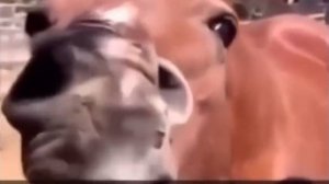 ТЫ ТОЧНО ЭТОГО НЕ ВИДЕЛ! | ПОПРОБУЙ НЕ ЗАСМЕЯТЬСЯ ЧЕЛЛЕНДЖ | ЛУЧШИЕ МЕМЫ ЧАСТЬ 252