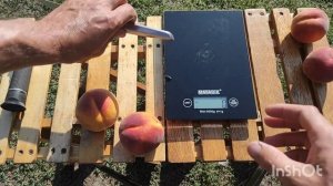 Персик Роял Прайд/Peach Royal Pride.