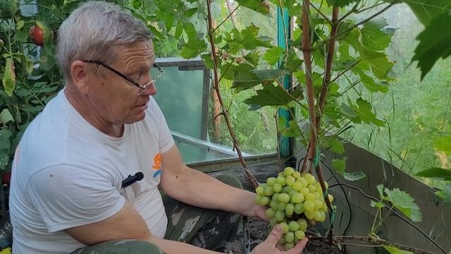 Виноград Аркадия. Обзор сорта смотреть онлайн