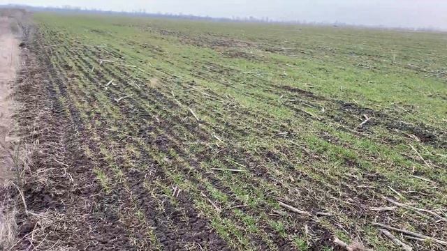 Пшеница пилиповка 2020-2021 смотреть онлайн