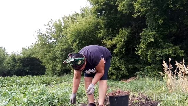 Как живут в русской деревне. Выкопали кущевку/закрыла смотреть онлайн