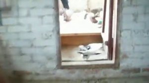 Белоглинские Голуби