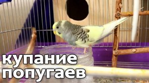 Купание волнистых попугаев