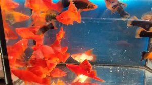 меченосцы брокколи