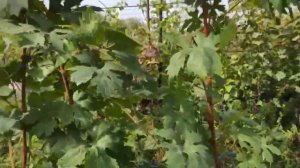 Автограф (Гриф) виноград селекции Калугина Виктора. Те