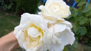 Любимая роза "Шопен". "Chopin rose " my love.