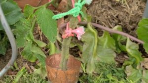 Томат КРАСАВЧИК