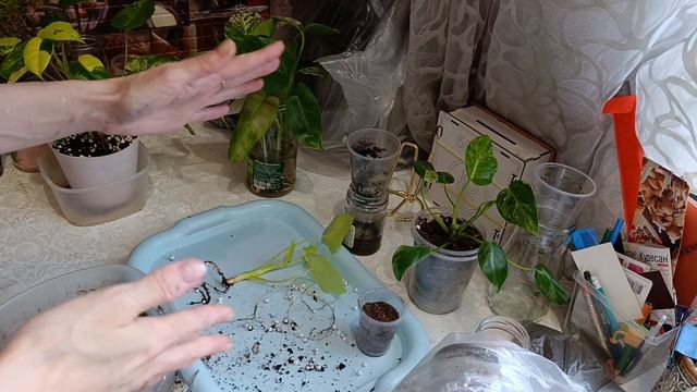 Комнатные растениякому нужен фитильный полив 🪴🪴🪴? смотреть онлайн