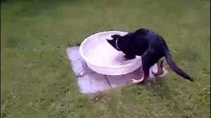 Немецкие овчарки - приколы. Приколы с Овчарками.