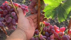 Виноградные сорта с ГИГАНТСКОЙ ЯГОДОЙ - 1 часть .