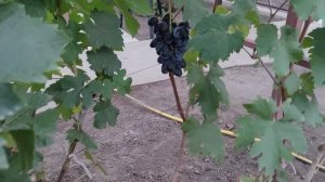 ГФ ВИНОГРАДА: ПЕЦОВЫЙ БЕЛЫЙ,ПЕРЦОВЫЙ ЧЁРНЫЙ (КАЛУГИН  ?