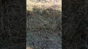 Укрыть виноград на зиму!? Да проще не придумали ещё.