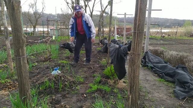 Знову вкриваю виноград. 5 квітня 2025 г. смотреть онлайн