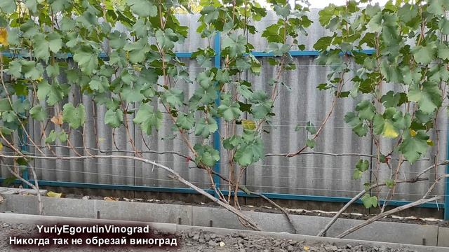 🍇 Никогда ТАК не НАЧИНАЙТЕ ОБРЕЗКУ ВИНОГРАДА осенью.