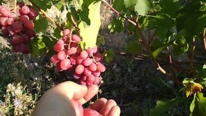 Виноград Адреналин т.0960951533