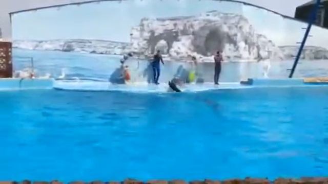 Дельфин танцует