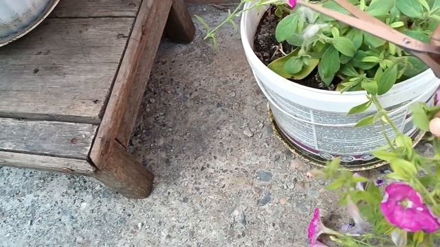 4 июля 2024 г. Жара. Сходила сдала анализы. Обрезала петун смотреть онлайн