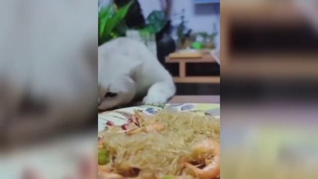 ПРИКОЛЫ С ЖИВОТНЫМИ / Смешные коты / Собаки / #animals #funnyvideo #приколы смотреть онлайн