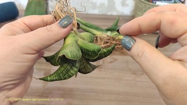 30.08.24 Новая Сансевиерия(Sansevieria) Lion Heart, обзор покупки