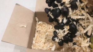 Хранение винограда.