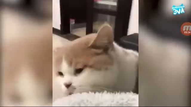 Приколы котов смотреть онлайн