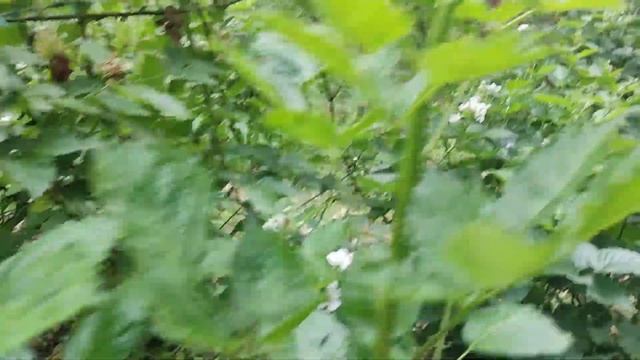 Ежевика Глорнива. 1.06.24 смотреть онлайн