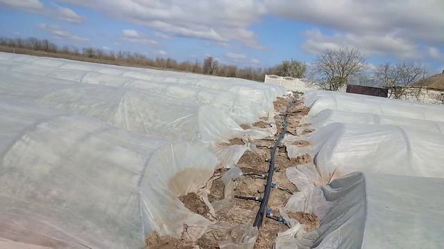 В Каком Состоянии Картофель Кукуруза После Мороза - 8° смотреть онлайн