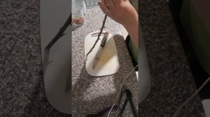 Черенкование крыжовника зимой. Первая моя проба, новы?