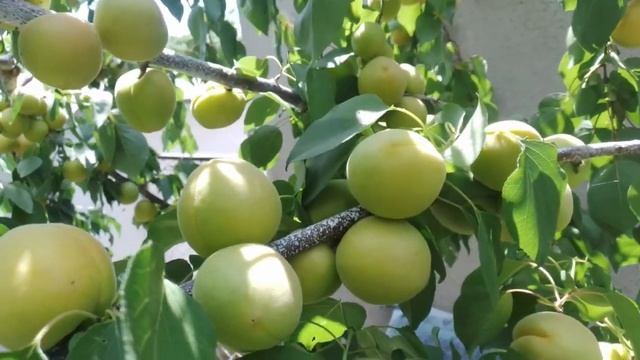 29.06.24✖️ Абрикос, неймовірне супер перевантаження, рез смотреть онлайн