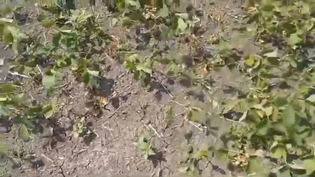 Засуха в Приамурье